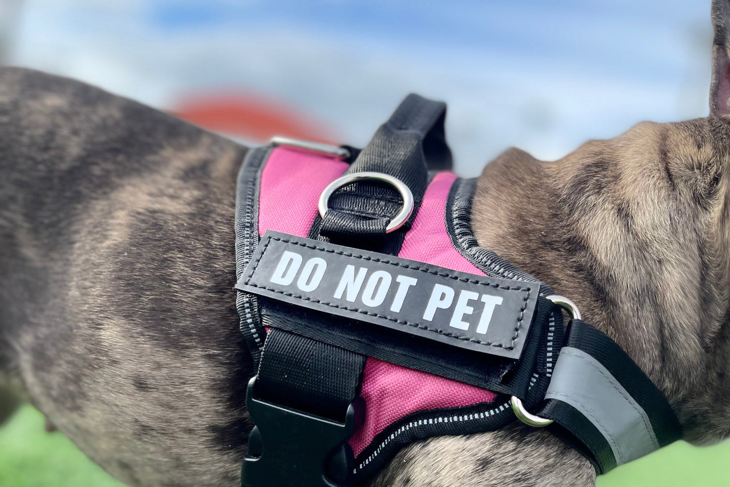 Pawfect Fit Personalized No-Pull Dog Harness