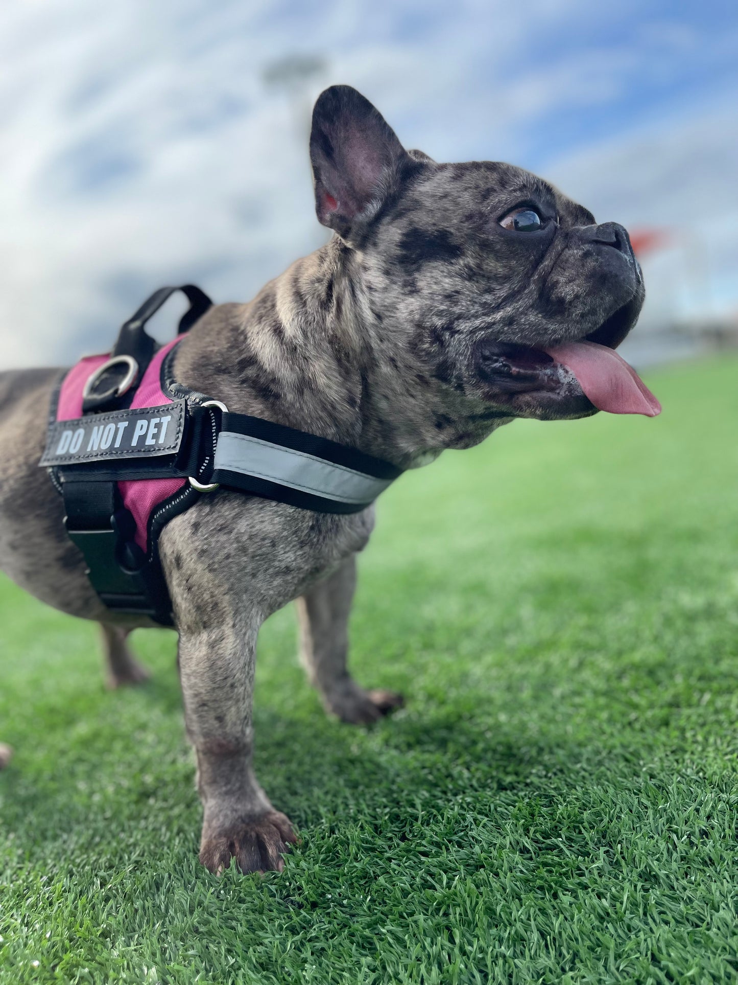 Pawfect Fit Personalized No-Pull Dog Harness