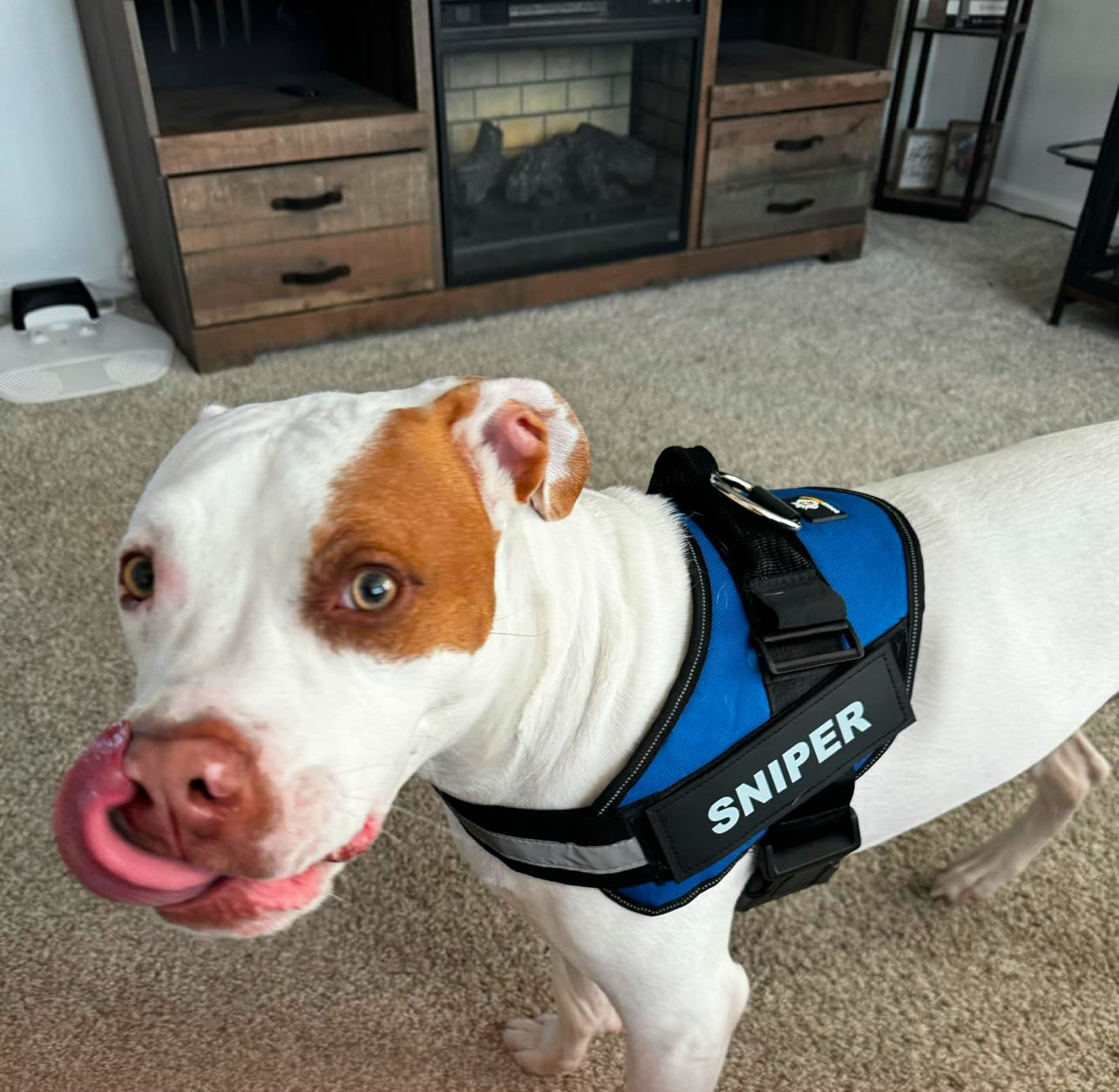 Pawfect Fit Personalized No-Pull Dog Harness