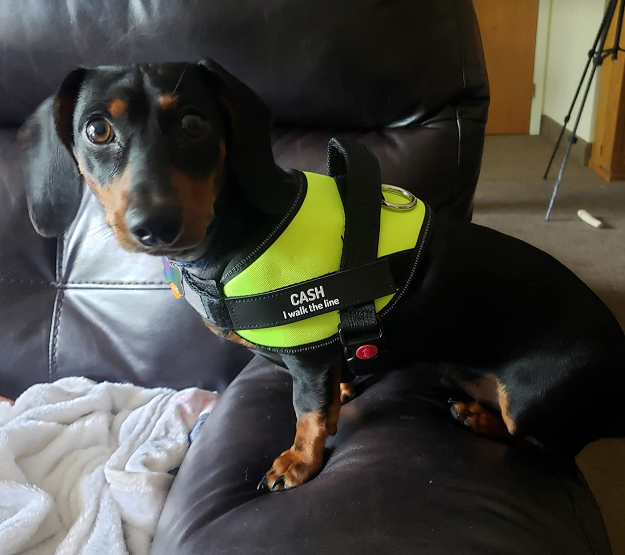 Pawfect Fit Personalized No-Pull Dog Harness